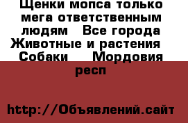 Щенки мопса только мега-ответственным людям - Все города Животные и растения » Собаки   . Мордовия респ.